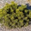 Pinus Mugo Pumilio - Pin De Montagne -Fleurs & Plantes Soldes Boutique Pinus mugo pumilio 0732002 1