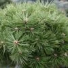 Pinus Nigra Agnes Brégeon - Pin Noir -Fleurs & Plantes Soldes Boutique Pinus nigra Agnes Bregeon Pin noir V 1007931 1