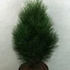 Pinus Nigra Green Tower - Pin Noir -Fleurs & Plantes Soldes Boutique Pinus nigra Green Tower 733002 1