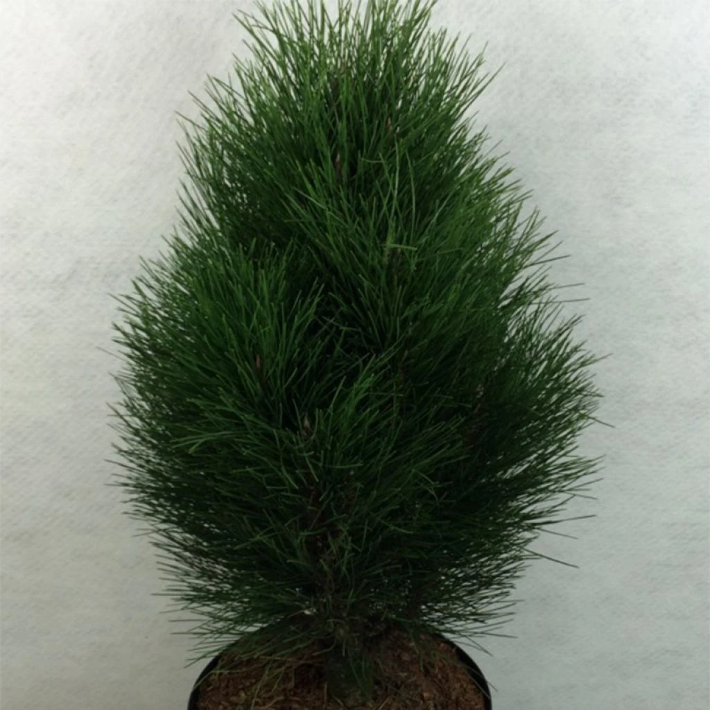 Pinus Nigra Green Tower - Pin Noir 3 Pinus Nigra Green Tower - Pin Noir