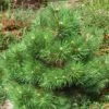 Pin Noir Nain - Pinus Nigra Nana 2 Pin Noir Nain - Pinus Nigra Nana -Fleurs & Plantes Soldes Boutique Pinus nigra Nana 1002772 1