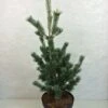 Pinus Parviflora Azumi Goye - Pin Blanc Du Japon 2 Pinus Parviflora Azumi Goye - Pin Blanc Du Japon -Fleurs & Plantes Soldes Boutique Pinus parviflora Azumi Goye 736002 1