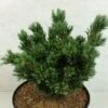 Pinus Parviflora Beran - Pin Blanc Du Japon -Fleurs & Plantes Soldes Boutique Pinus parviflora Beran 737002 1