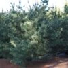 Pin Blanc Du Japon - Pinus Parviflora Bergman -Fleurs & Plantes Soldes Boutique Pinus parviflora Bergman 0738002 1