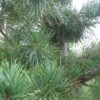 Pinus Parviflora Glauca - Pin Blanc Du Japon -Fleurs & Plantes Soldes Boutique Pinus parviflora Glauca 84209 1