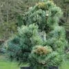 Pinus Parviflora Negishi - Pin Blanc Japonais -Fleurs & Plantes Soldes Boutique Pinus parviflora Negishi Pin blanc japonais copyright 8894911 1