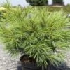 Pinus Strobus Minima - Pin De Weymouth 2 Pinus Strobus Minima - Pin De Weymouth -Fleurs & Plantes Soldes Boutique Pinus strobus Minima 88965 1