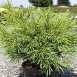 Pinus Strobus Minima - Pin De Weymouth