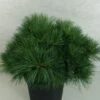 Pin De Weymouth - Pinus Strobus Ontario 1 Pin De Weymouth - Pinus Strobus Ontario -Fleurs & Plantes Soldes Boutique Pinus strobus Ontario 747002 1