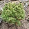 Pin Weymouth - Pinus Strobus Tiny Kurls -Fleurs & Plantes Soldes Boutique Pinus strobus Tiny Kurls V 1007971 1