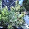 Pin Sylvestre Nain - Pinus Sylvestris Doone Valley 2 Pin Sylvestre Nain - Pinus Sylvestris Doone Valley -Fleurs & Plantes Soldes Boutique Pinus sylvestris Doone Valley 0751002 1