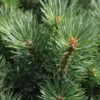 Pinus Sylvestris Watereri - Pin Sylvestre -Fleurs & Plantes Soldes Boutique Pinus sylvestris Watereri 84210 1