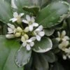 Pittosporum Tobira Variegatum -Fleurs & Plantes Soldes Boutique Pittosporum tobira Variegatum 8897011 1