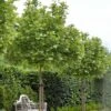 Platanus Acerifolia Alphen's Globe - Platane Boule