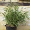 Pleioblastus Linearis - Bambou Moyen 2/3L -Fleurs & Plantes Soldes Boutique Pleioblastus linearis 84921 1