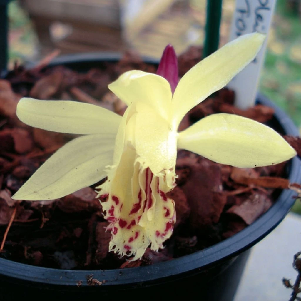 Pleione Forrestii 3 Pleione Forrestii