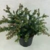 Podocarpus Lawrencii Blue Gem 1 Podocarpus Lawrencii Blue Gem -Fleurs & Plantes Soldes Boutique Podocarpus lawrencii Blue Gem 755002 1