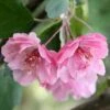Malus Brandy Magic - Pommier D'ornement -Fleurs & Plantes Soldes Boutique Pommier d ornement Malus Brandy Magic V 18303 1