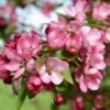 Malus Indian Magic - Pommier D'ornement -Fleurs & Plantes Soldes Boutique Pommier d ornement Malus Indian Magic copyright 18304 1
