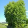 Peuplier Tremble - Populus Tremula 2 Peuplier Tremble - Populus Tremula -Fleurs & Plantes Soldes Boutique Populus tremula 781527 1