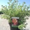 Potentilla Fructicosa Glamour Girl - Potentille Arbustive 2 Potentilla Fructicosa Glamour Girl - Potentille Arbustive -Fleurs & Plantes Soldes Boutique Potentilla fructicosa Glamour Girl 85761 1