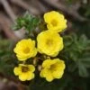 Potentilla Fruticosa Citrus Tart- Potentille Arbustive 2 Potentilla Fruticosa Citrus Tart- Potentille Arbustive -Fleurs & Plantes Soldes Boutique Potentilla fruticosa Citrus Tart 87403 1