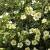 Potentille Arbustive - Potentilla Fruticosa Creamissima -Fleurs & Plantes Soldes Boutique Potentilla fruticosa Creamissima V 1008051 1