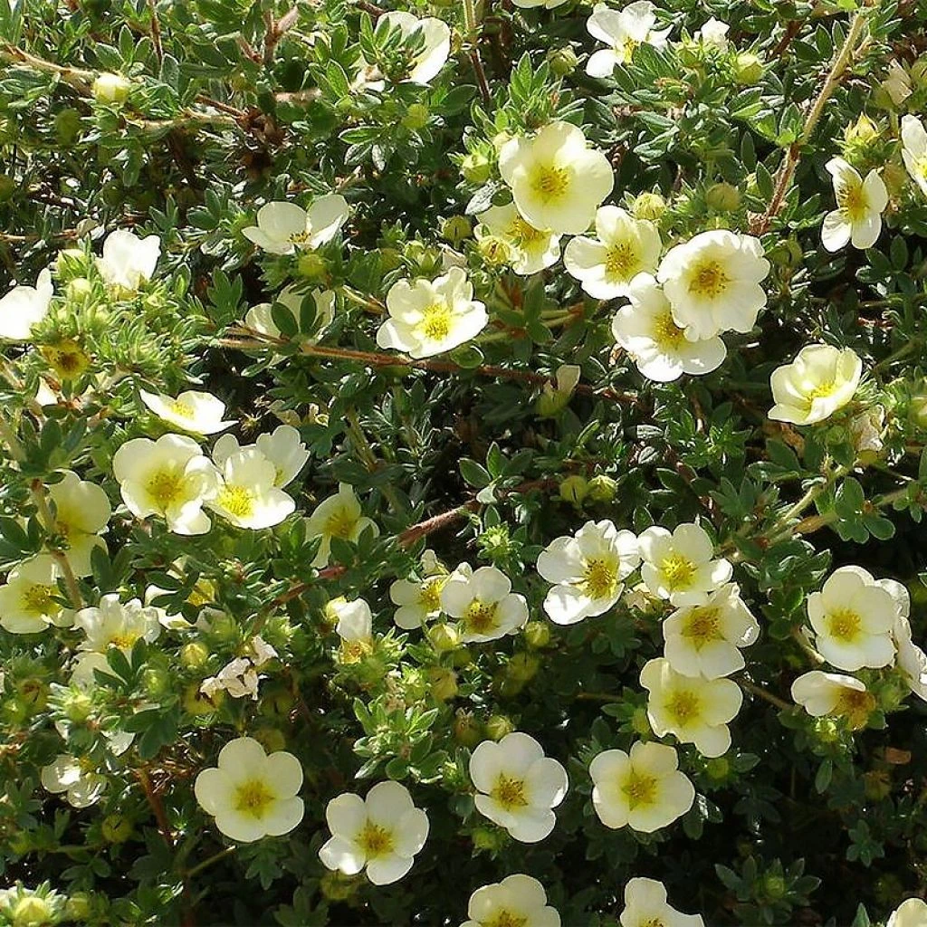 Potentille Arbustive - Potentilla Fruticosa Creamissima 3 Potentille Arbustive - Potentilla Fruticosa Creamissima
