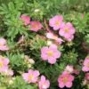 Potentilla Fruticosa Lovely Pink- Potentille Arbustive 1 Potentilla Fruticosa Lovely Pink- Potentille Arbustive -Fleurs & Plantes Soldes Boutique Potentilla fruticosa Lovely Pink 84214 1