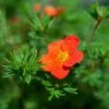 Potentille Arbustive - Potentilla Fruticosa Red Joker -Fleurs & Plantes Soldes Boutique Potentilla fruticosa Red Joker copyright 100814 1