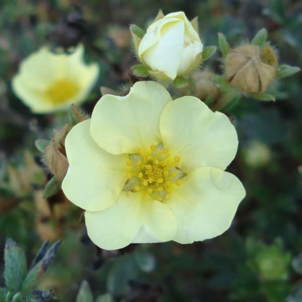 Potentilla Fruticosa Primrose Beauty - Potentille Arbustive 3 Potentilla Fruticosa Primrose Beauty - Potentille Arbustive