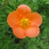 Potentille Arbustive Hopley's Orange -Fleurs & Plantes Soldes Boutique Potentille arbustive Hopley s Orange 781785 1