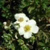Potentilla Fruticosa Tilford Cream- Potentille Arbustive