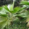 Pritchardia Hillebrandii - Palmier D'Hawaï 1 Pritchardia Hillebrandii - Palmier D'Hawaï -Fleurs & Plantes Soldes Boutique Pritchardia hillebrandii 89926 1