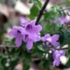 Prostanthera Rotundifolia - Menthe Australienne -Fleurs & Plantes Soldes Boutique Prostanthera rotundifolia 83441 1