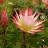 Protea Pink Crown - Protée Hybride 1 Protea Pink Crown - Protée Hybride -Fleurs & Plantes Soldes Boutique Protea Pink Crown 83442 1