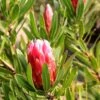 Protea Pink Ice - Protée Hybride -Fleurs & Plantes Soldes Boutique Protea Pink Ice Protee hybride copyright 16690 1