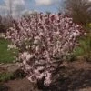 Prunus Cistena - Prunier Des Sables 2 Prunus Cistena - Prunier Des Sables -Fleurs & Plantes Soldes Boutique Prunus cistena 84219 1