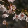 Cerisier à Fleurs Du Japon Nain - Prunus Incisa Mikinori 1 Cerisier à Fleurs Du Japon Nain - Prunus Incisa Mikinori -Fleurs & Plantes Soldes Boutique Prunus incisa Mikinori 84220 1