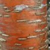 Prunus Maackii Amber Beauty - Cerisier De Mandchourie 2 Prunus Maackii Amber Beauty - Cerisier De Mandchourie -Fleurs & Plantes Soldes Boutique Prunus maackii Amber Beauty 87317 1