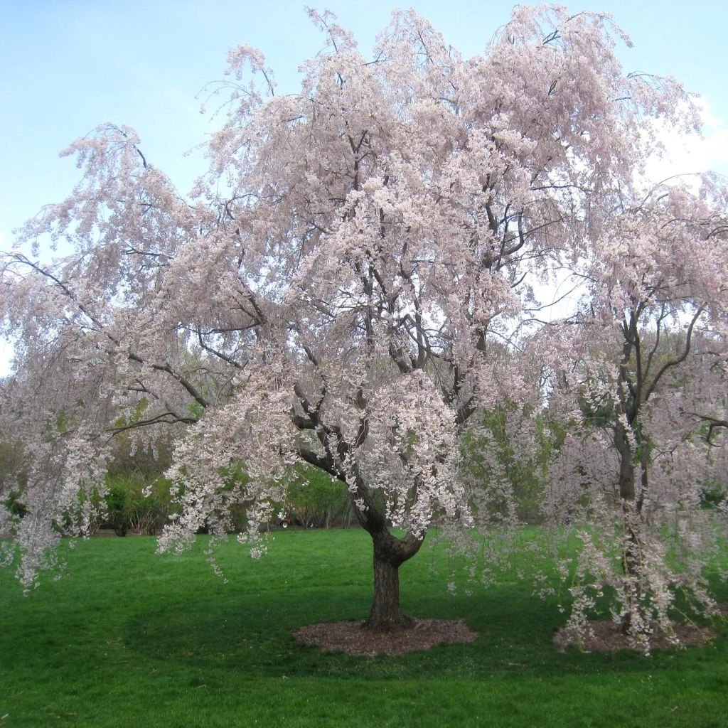 Cerisier à Fleurs - Prunus Subhirtella Pendula Rubra 3 Cerisier à Fleurs - Prunus Subhirtella Pendula Rubra