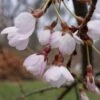 Cerisier à Fleurs Pleureur - Prunus Yedoensis Shidare Yoshino 2 Cerisier à Fleurs Pleureur - Prunus Yedoensis Shidare Yoshino -Fleurs & Plantes Soldes Boutique Prunus yedoensis Shidare Yoshino 84239 1