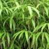 Bambou Métaké - Pseudosasa Japonica -Fleurs & Plantes Soldes Boutique Pseudosasa japonica V helicongus 9576 1
