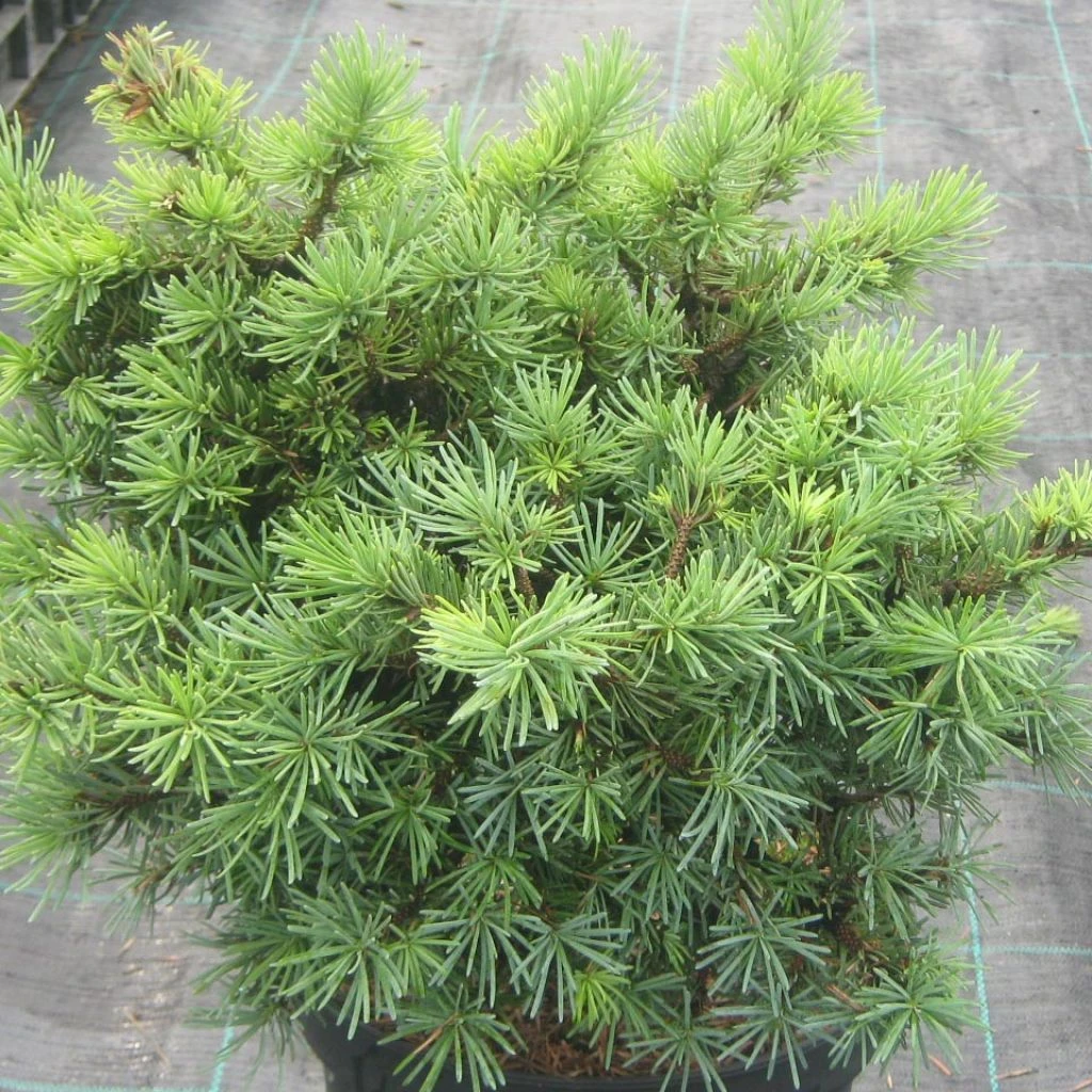 Pseudotsuga Menziesii Bhiela Lhota - Douglas 3 Pseudotsuga Menziesii Bhiela Lhota - Douglas