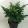 Sapin De Douglas - Pseudotsuga Menziesii Fletcheri 2 Sapin De Douglas - Pseudotsuga Menziesii Fletcheri -Fleurs & Plantes Soldes Boutique Pseudotsuga menziesii Fletcheri 759002 1