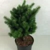 Sapin De Douglas - Pseudotsuga Menziesii Pannenhoef -Fleurs & Plantes Soldes Boutique Pseudotsuga menziesii Pannenhoef 761002 1