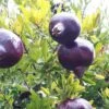 Grenadier à Fruits - Punica Granatum Black Fruit -Fleurs & Plantes Soldes Boutique Punica granatum Black 15210 1