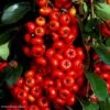 Pyracantha SAPHYR Rouge - Buisson Ardent 2 Pyracantha SAPHYR Rouge - Buisson Ardent -Fleurs & Plantes Soldes Boutique Pyracantha SAPHYR Rouge 84242 1