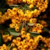 Pyracantha Coccinea Saphyr Jaune - Buisson Ardent -Fleurs & Plantes Soldes Boutique Pyracantha coccinea Saphyr Jaune 1001782 1