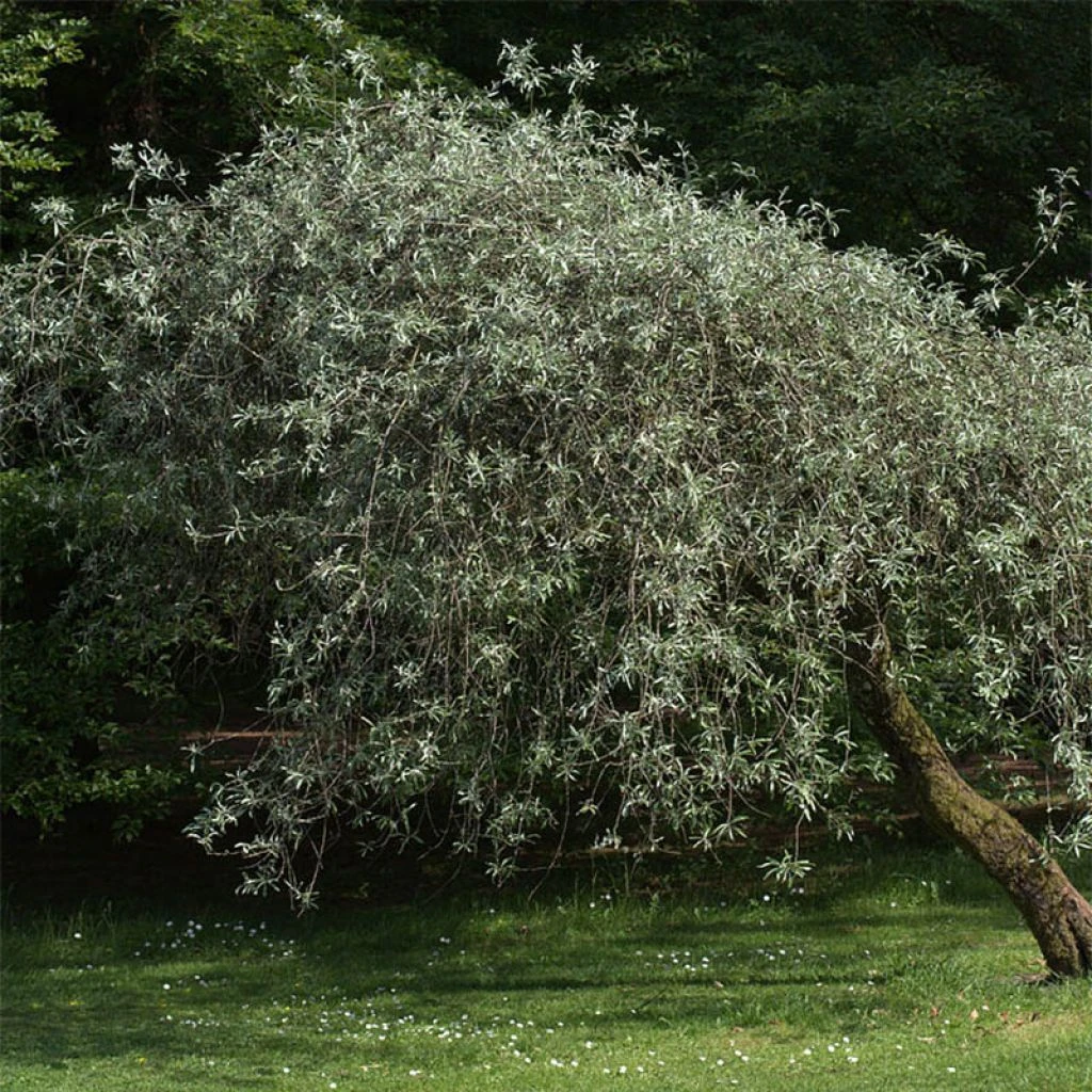 Pyrus Salicifolia Pendula - Poirier D'ornement Pleureur 3 Pyrus Salicifolia Pendula - Poirier D'ornement Pleureur